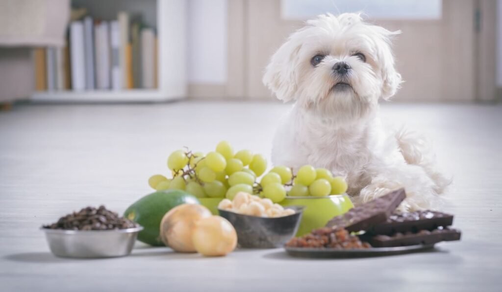 Waarom is chocolade slecht voor Honden? En wat te doen
